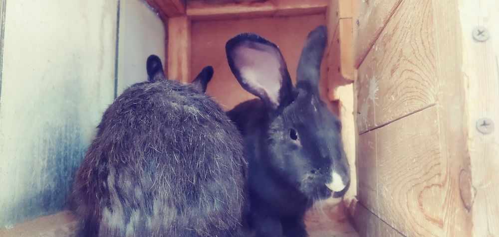 Белый великан кролики