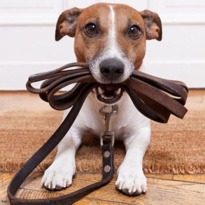 Выгул собак, Астана