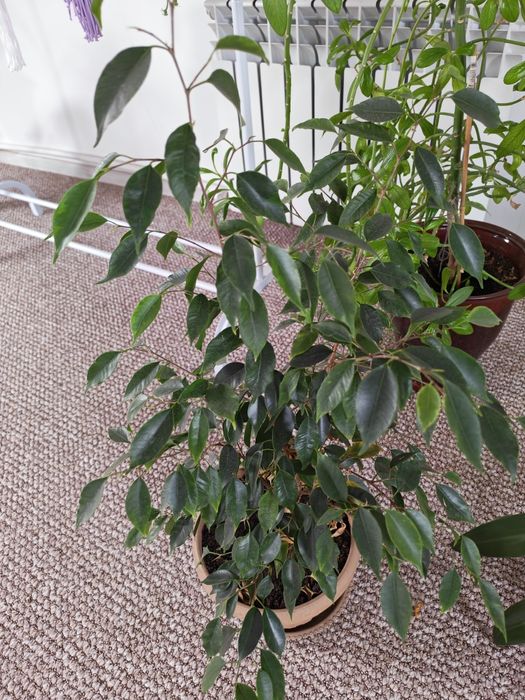 Комнатные растения