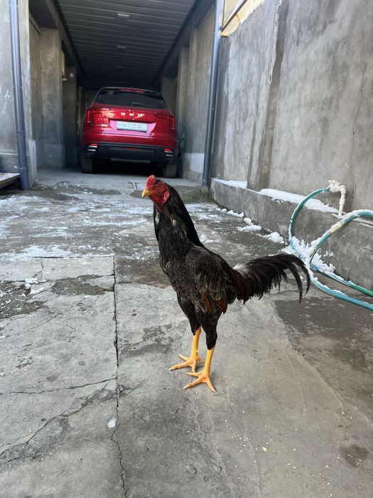 May oyini oxirida ochilgan jojalar