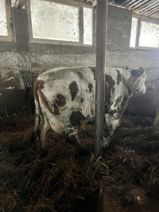 Vand vaci gestante cu lapte