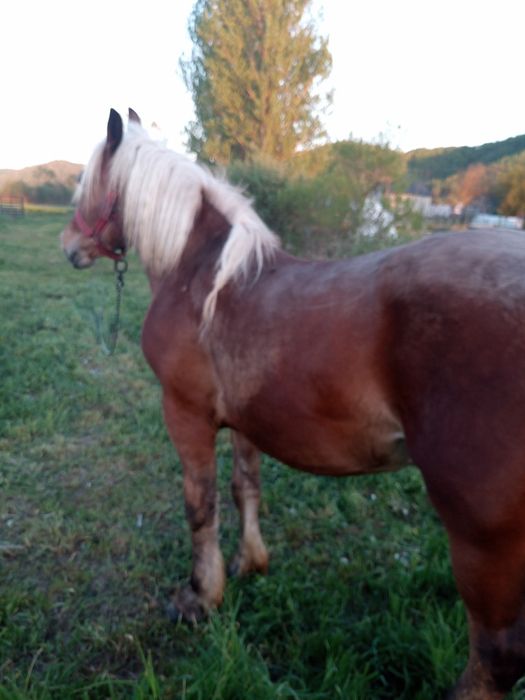 Vand armăsar mânz!