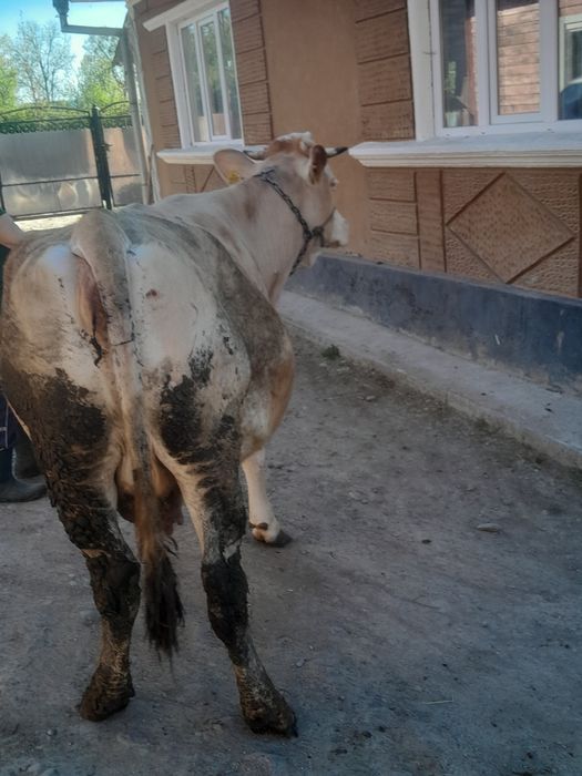 De vânzare  vaca  băltata  gestantă ân luna a 9