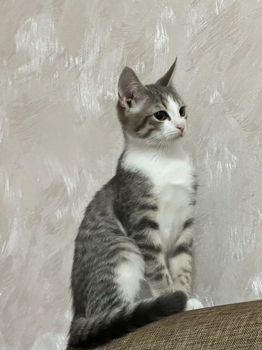 Отдадим в добрые руки