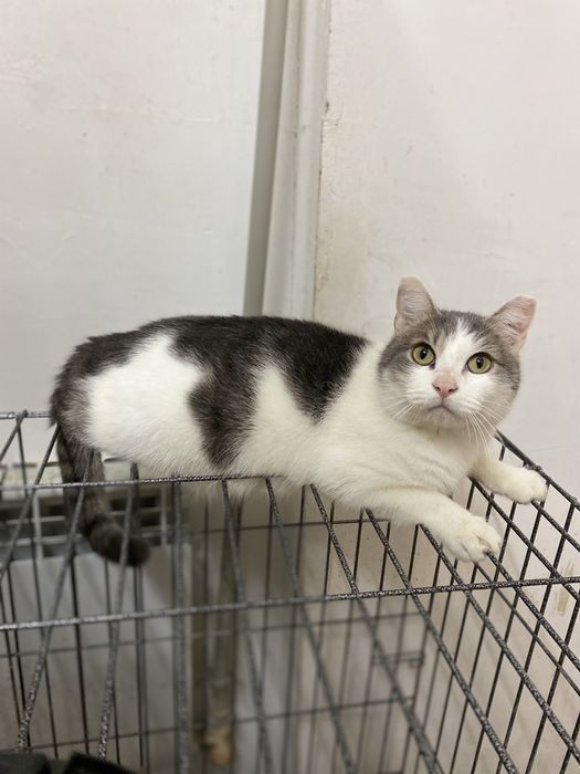 Серо-белый кот ищет дом