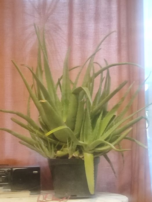 Продам алое вера