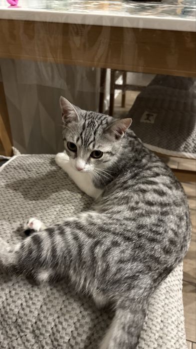 Передержка кошек