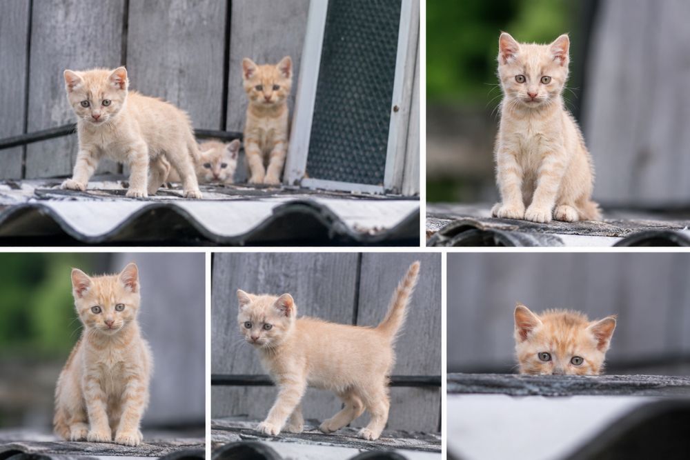 Котята в добрые руки