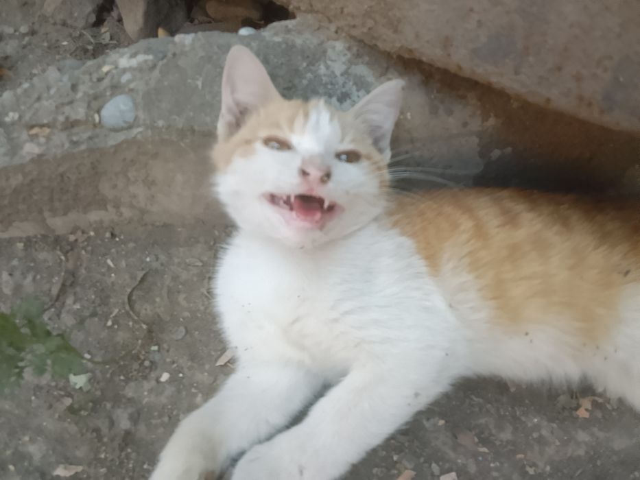 Котенок бесплатно
