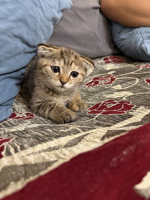 Продается котенок