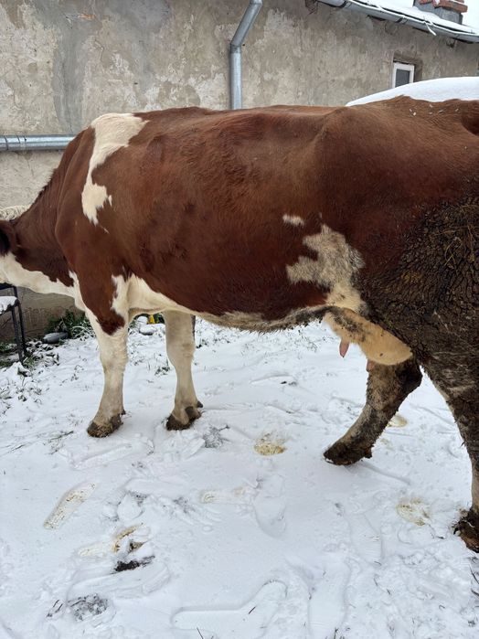 Vand vacă alb cu roșu