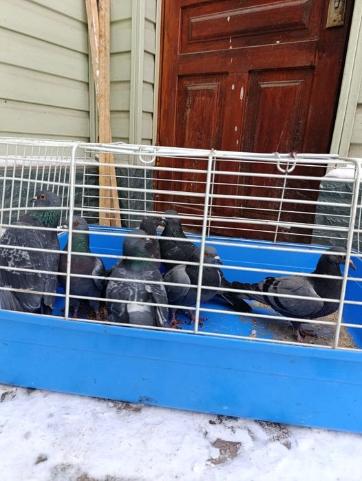 Дикие Голуби выращенны дома