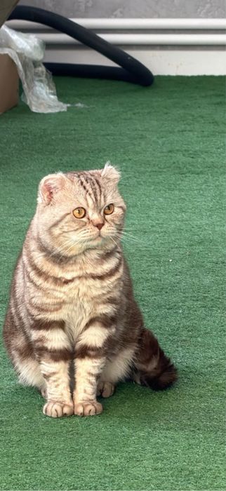 Продам хороший кот