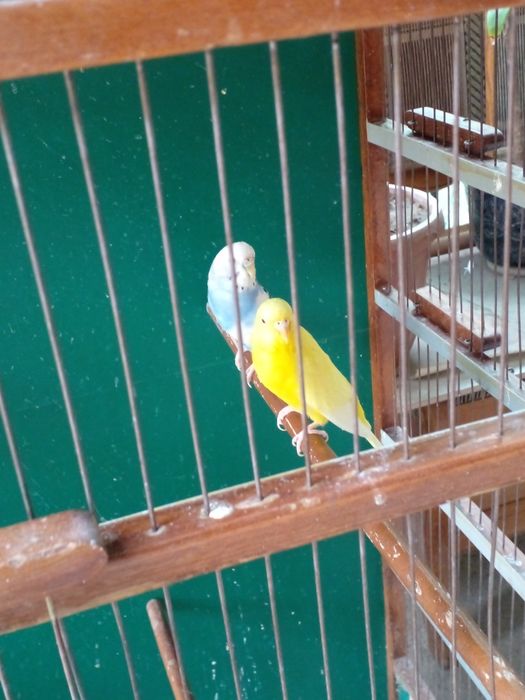 Karella sotiladi va valnisti