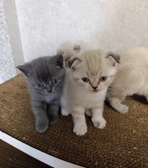 Британские котята