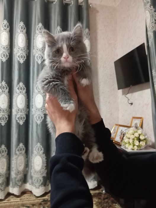 Mushuk sotiladi 700000 kami bor