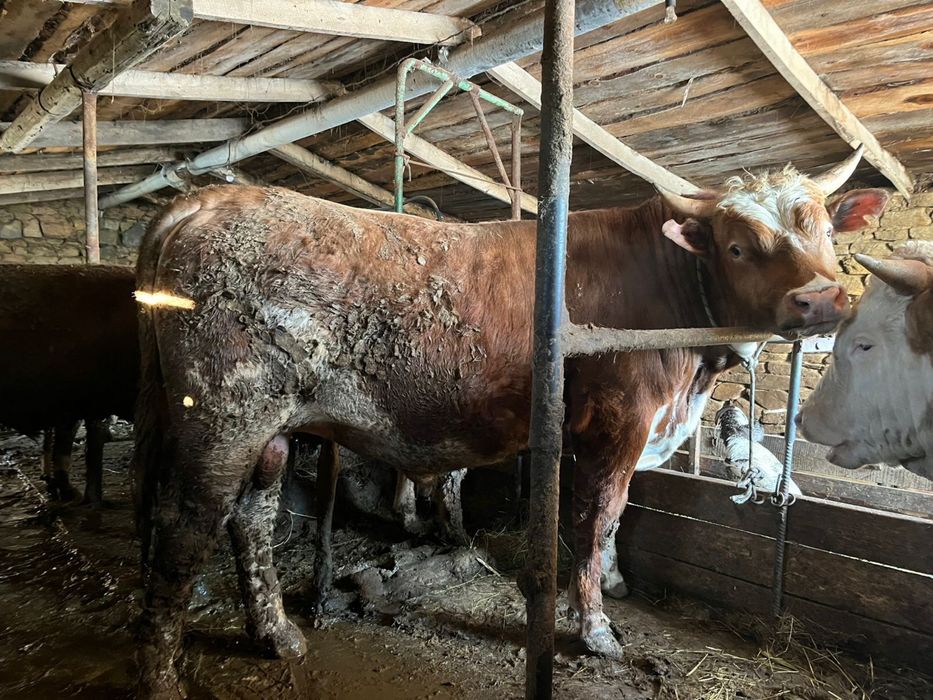 Откорм быки 950000тг