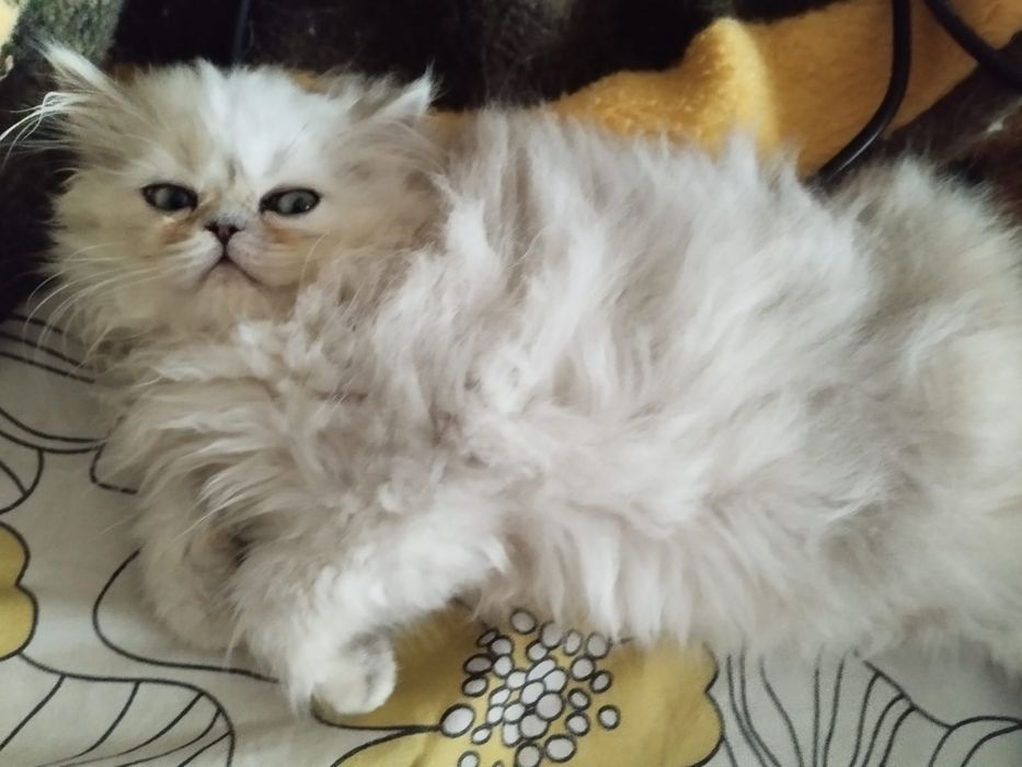 Персидский шиншилла девочка