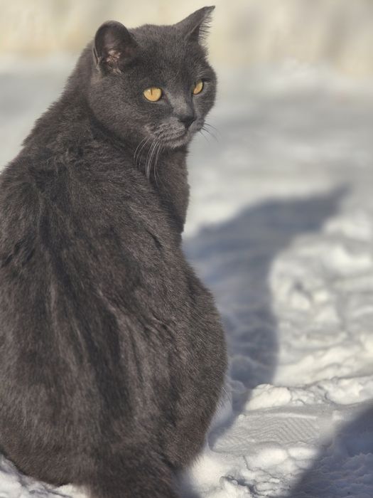 Отдам в добрые руки молодую кошечку