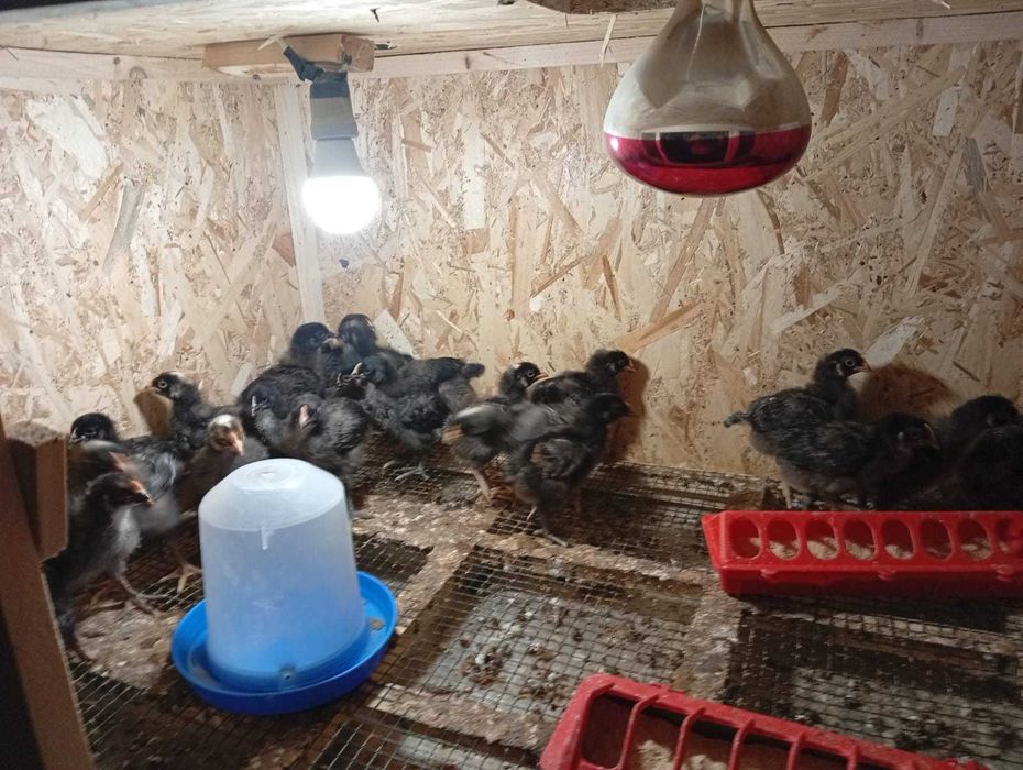 Vand 50 de pui de găină. Preț 15 ron bucata