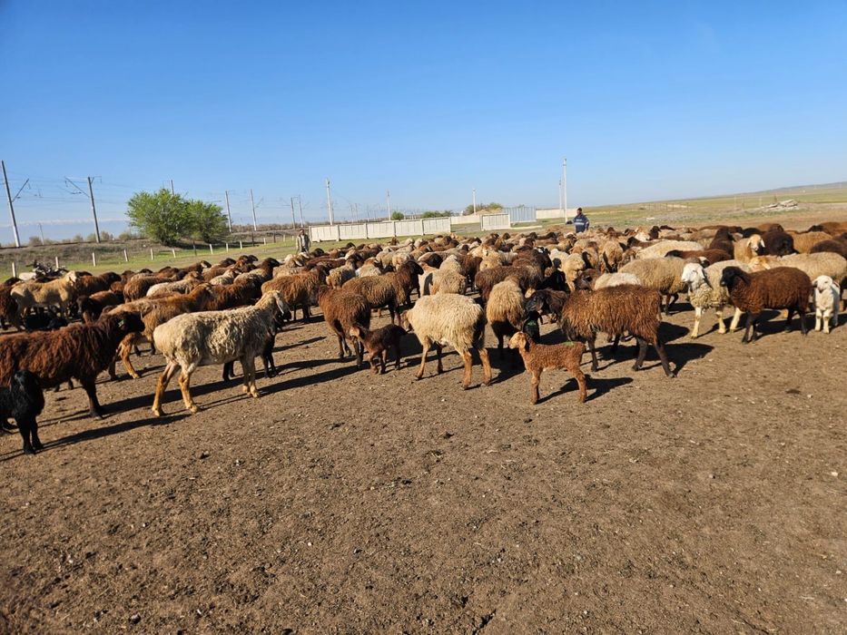 Кой бараны овцы қозлы қой