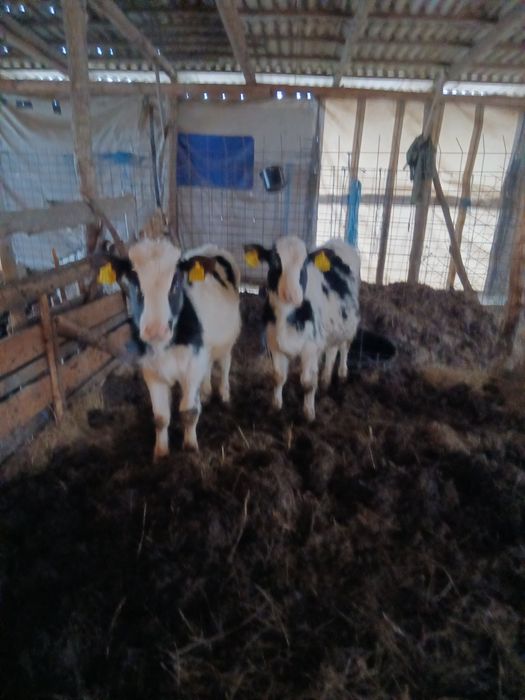 Vând juninci baltate