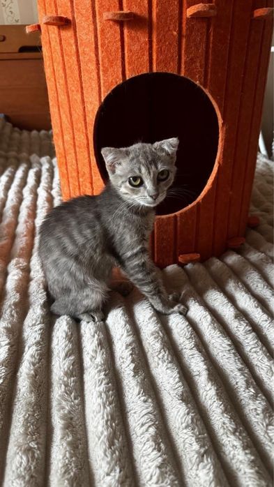 Котенок девочка 2 месяца вислоухая