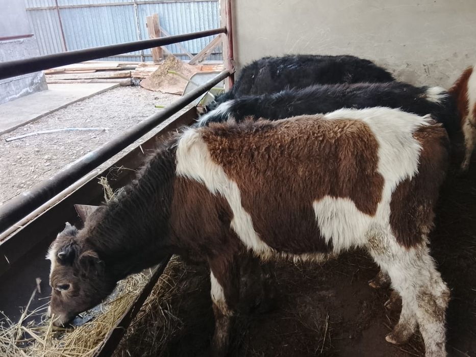 Продается бычки.