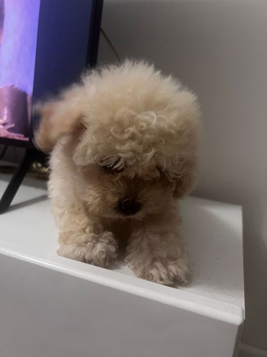 Maltipoo de Pluș