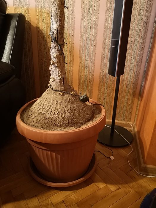 Палма Нолина(слонски крак)