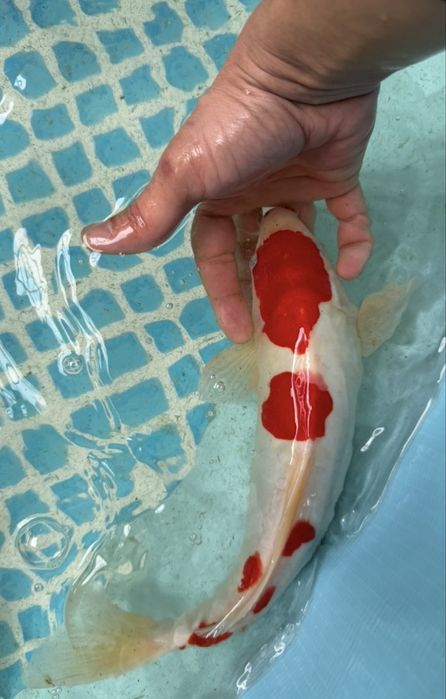 Рыба для пруда Японские карп Коя привазное Индонезия