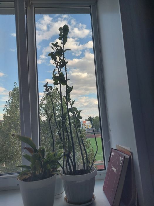 Неприхотливое растение