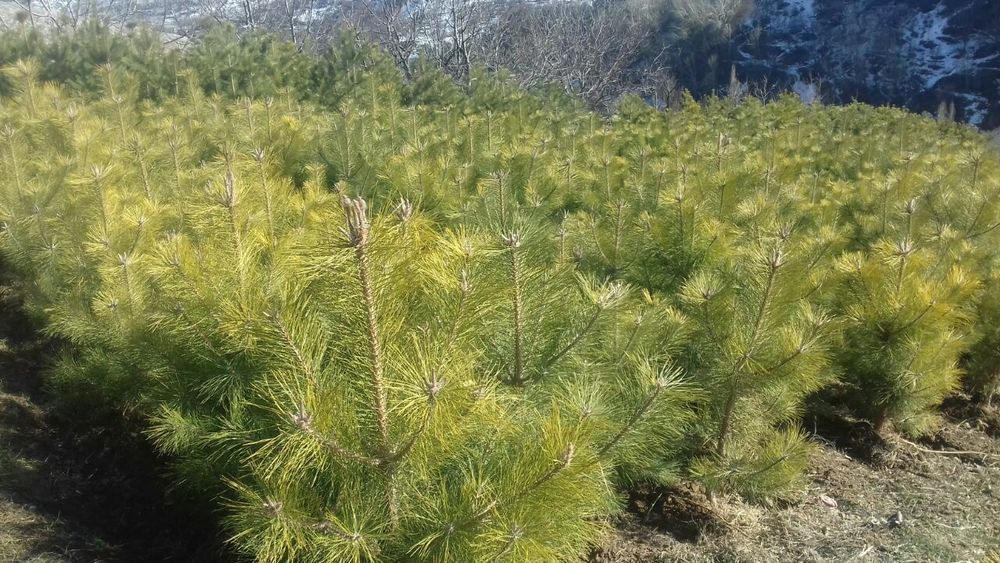 Крымские сосны продаются