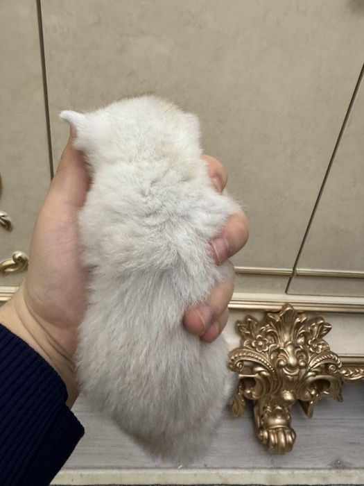 Продаются котята британская и шатланский шиншиллы 1 месяцный