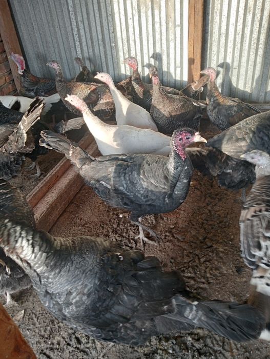 Индюки. продаются