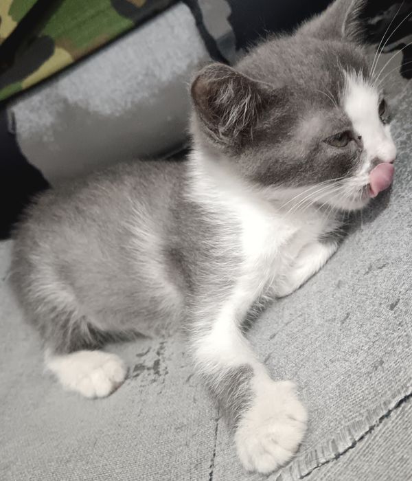 Котята бесплатно