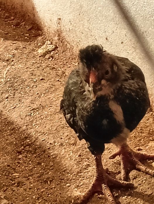 Инкубационное яйцо