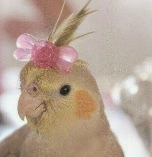 Продам попугайчиков корелл певчих