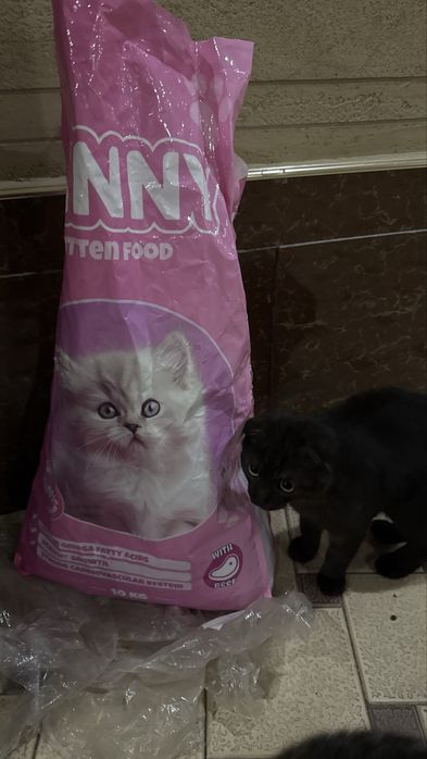 Mushuk ovqati (Winny) sotiladi !!!  Vazni 2.5kg