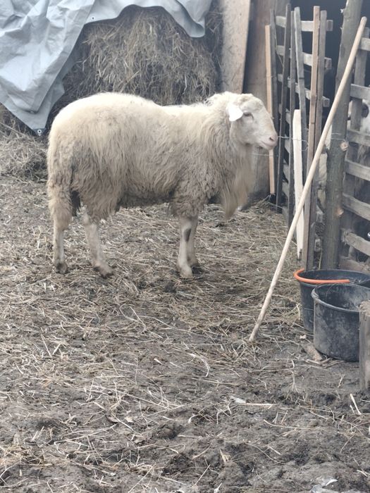 Berbec Assaf mior de vânzare