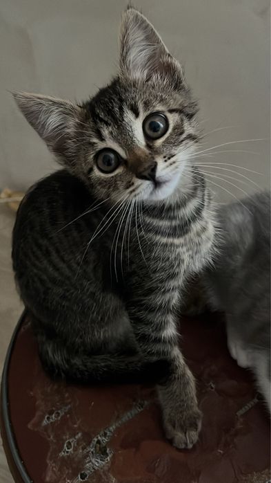 Бесплатно котенок