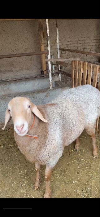 Qoy qassob hizmati Qõy qochqor