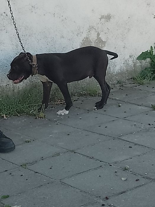 Чистокръвен Питбул