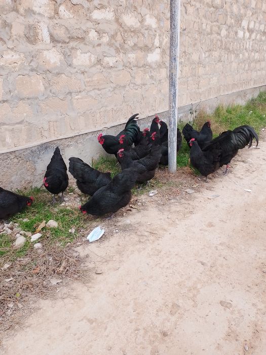 Жумырткасы сатылады парода Австролорп