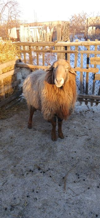 Продам барана  производителя
