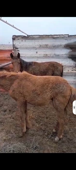 Жылқы Бие Тайлар бар.