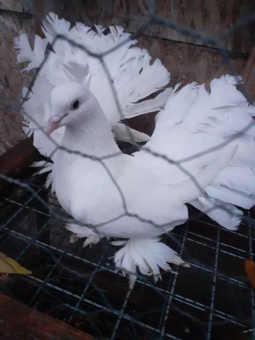 Vând porumbei voltați