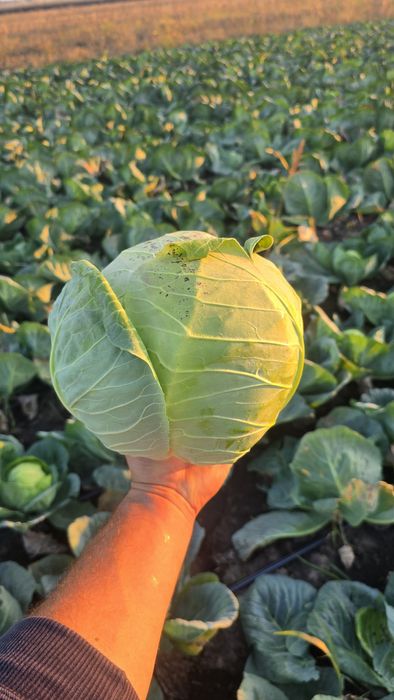 Vand Varza ,Soiul Landini F1‼️