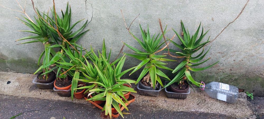 Aloe Vera între 7 si 8 ani
