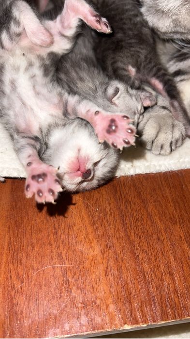 Котята шатланка